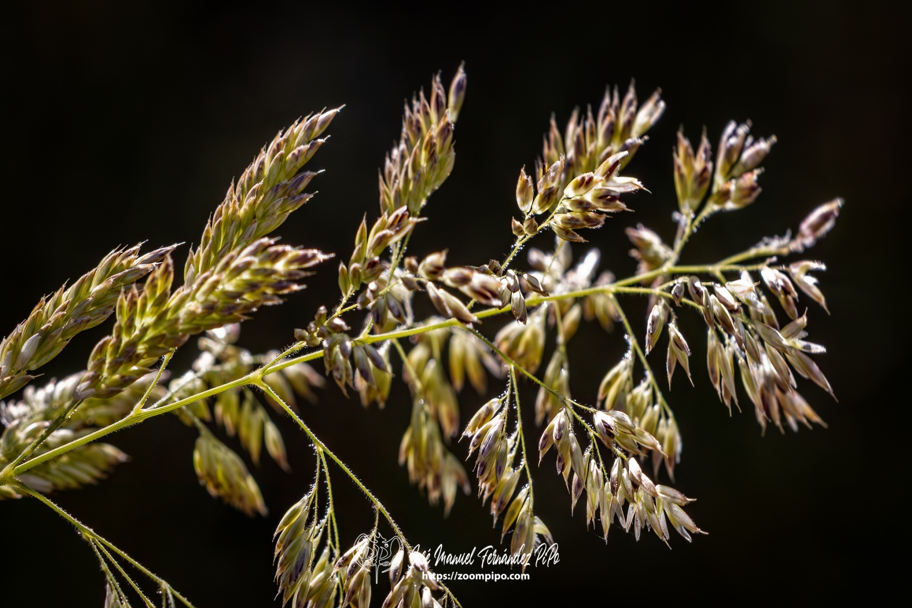 PiPo-0765819-Mejorado-NR-E-E