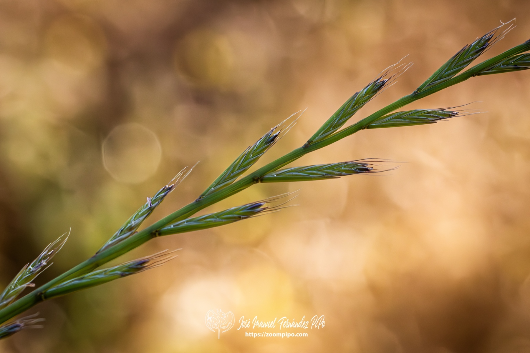 PiPo-0765825-Mejorado-NR-E-E