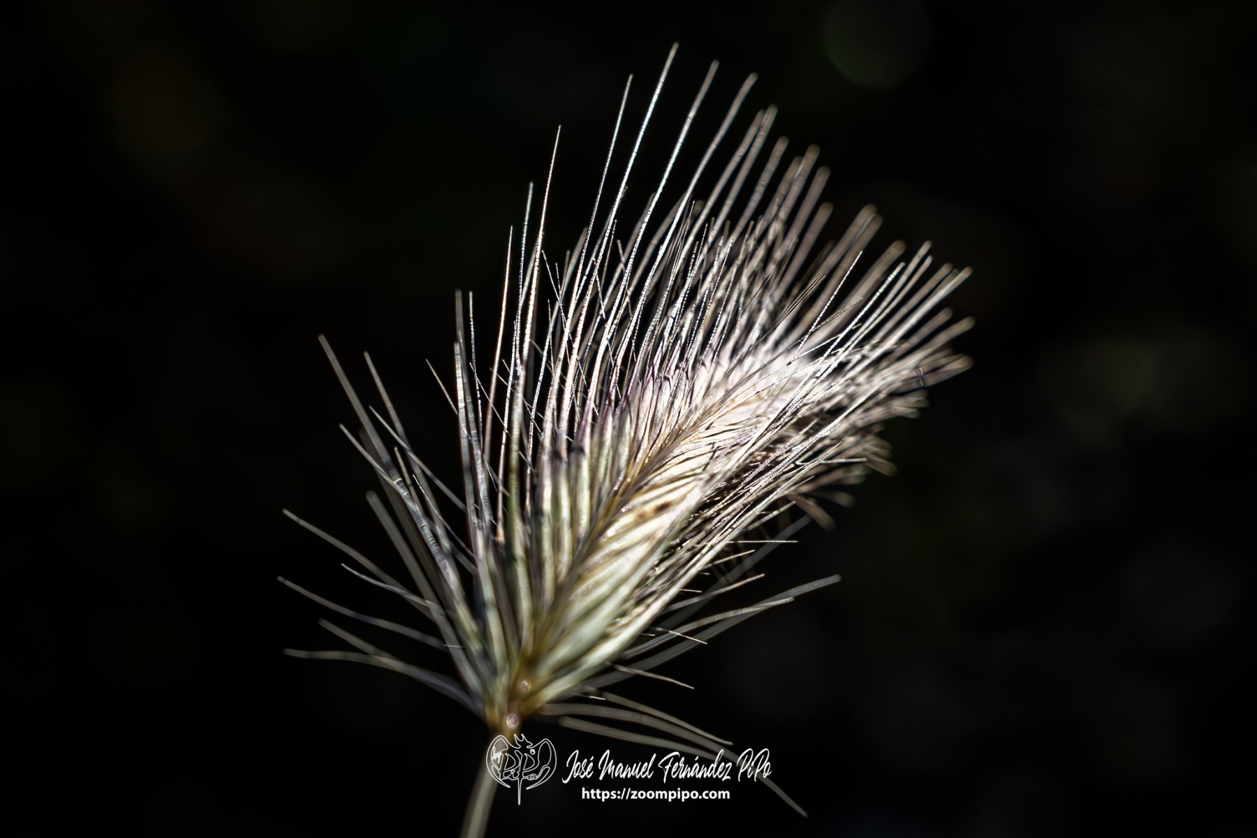 PiPo-0765854-Mejorado-NR-E-E