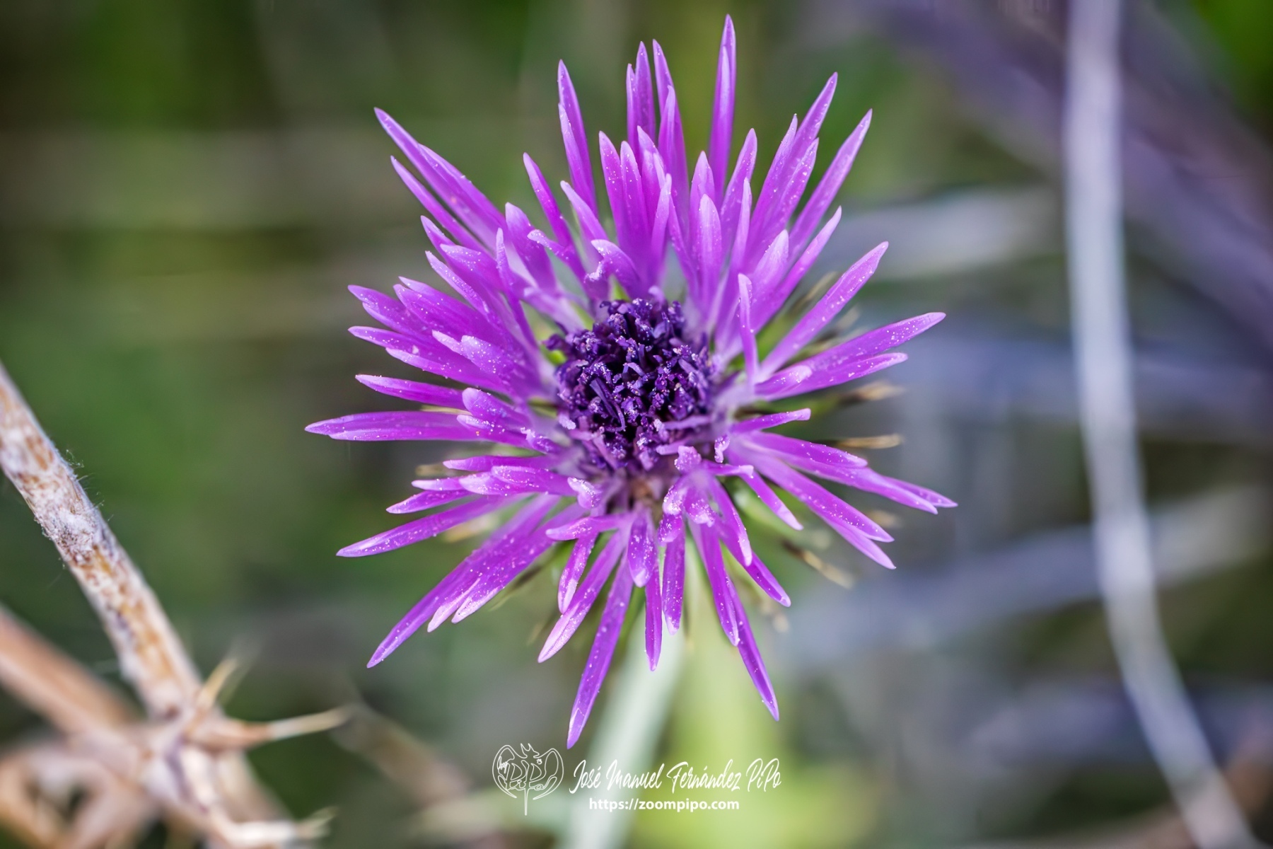 PiPo-0765901-Mejorado-NR-E-E