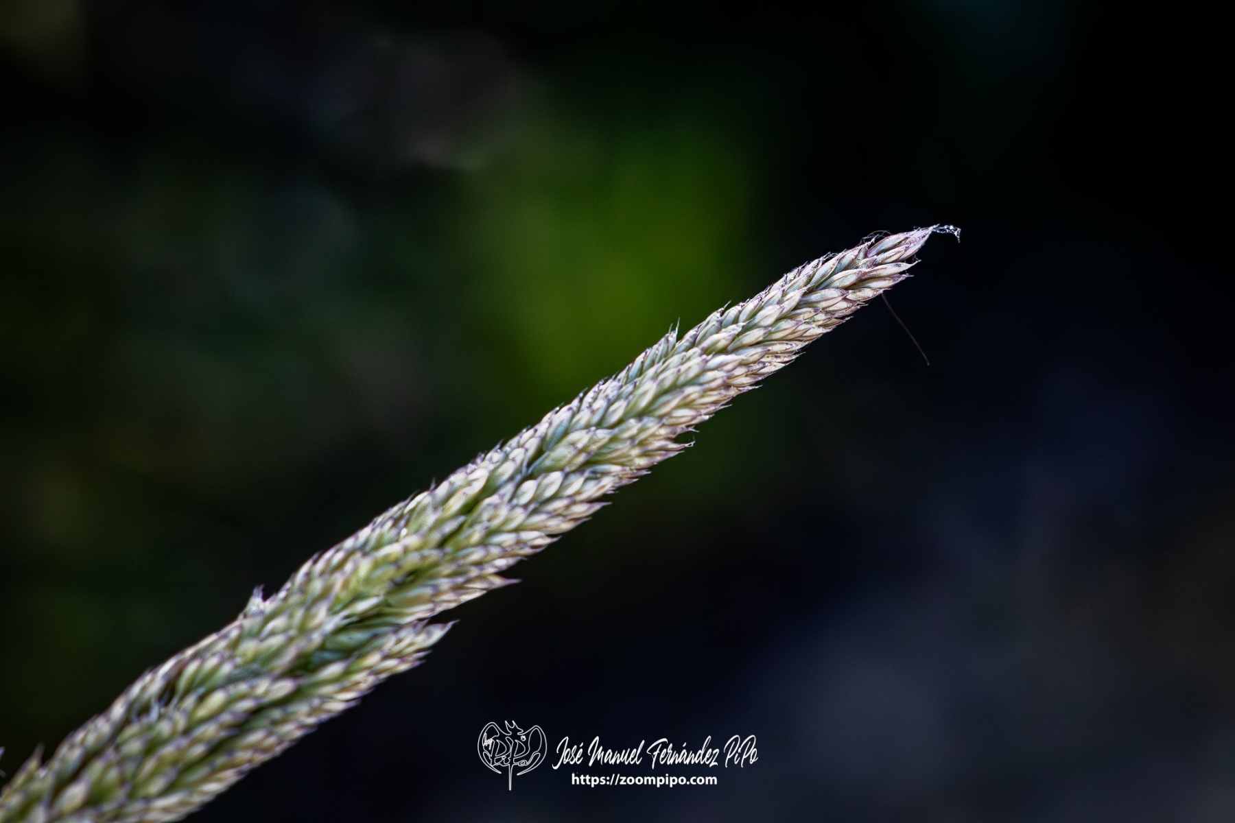 PiPo-0765950-Mejorado-NR-E-E