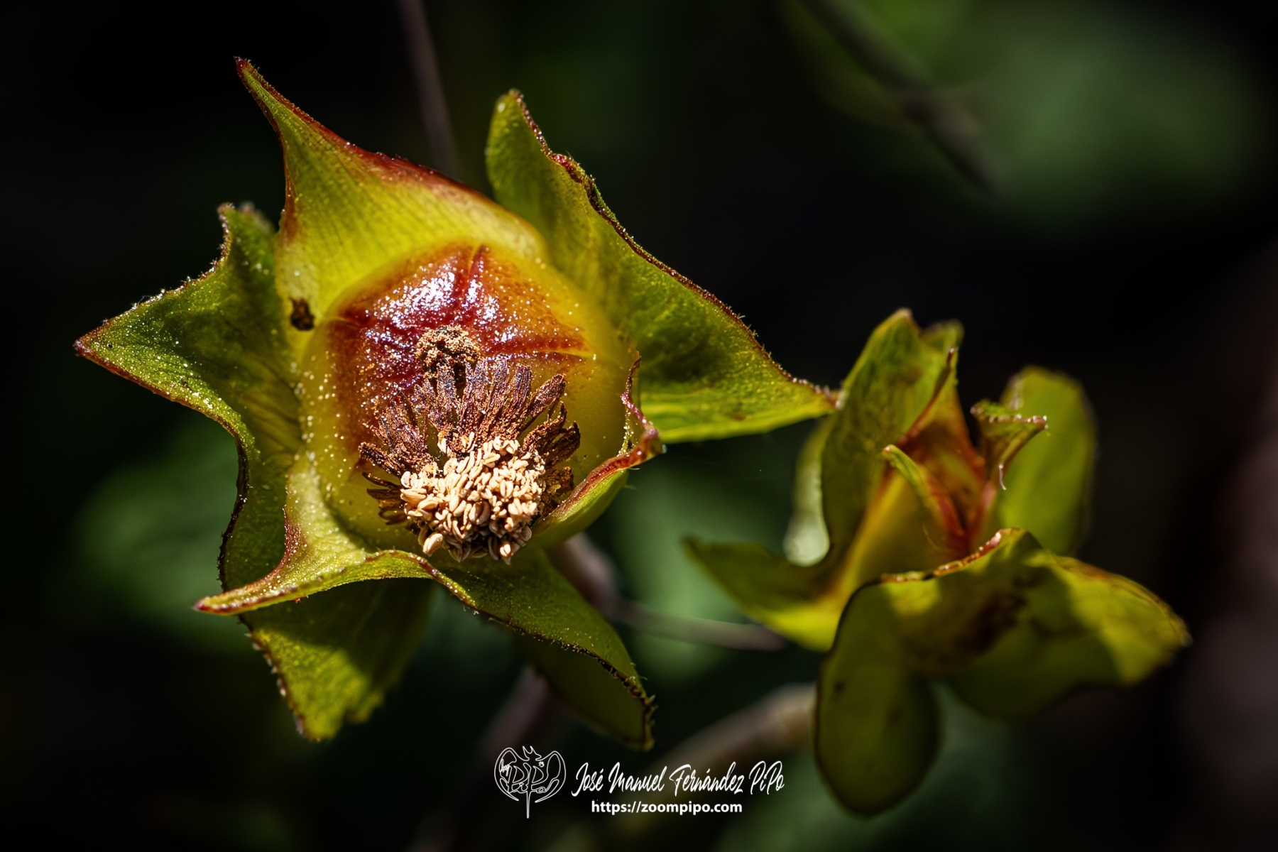 PiPo-0765982-Mejorado-NR-E-E