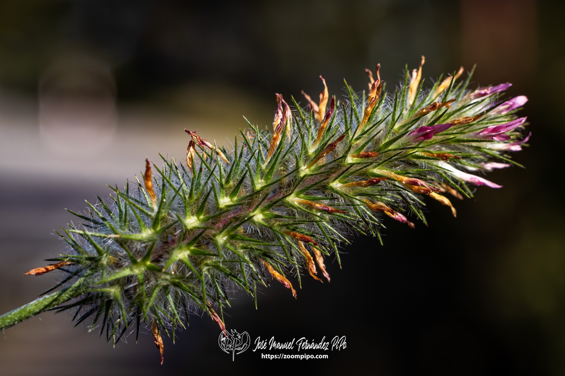 PiPo-0766027-Mejorado-NR-E-E