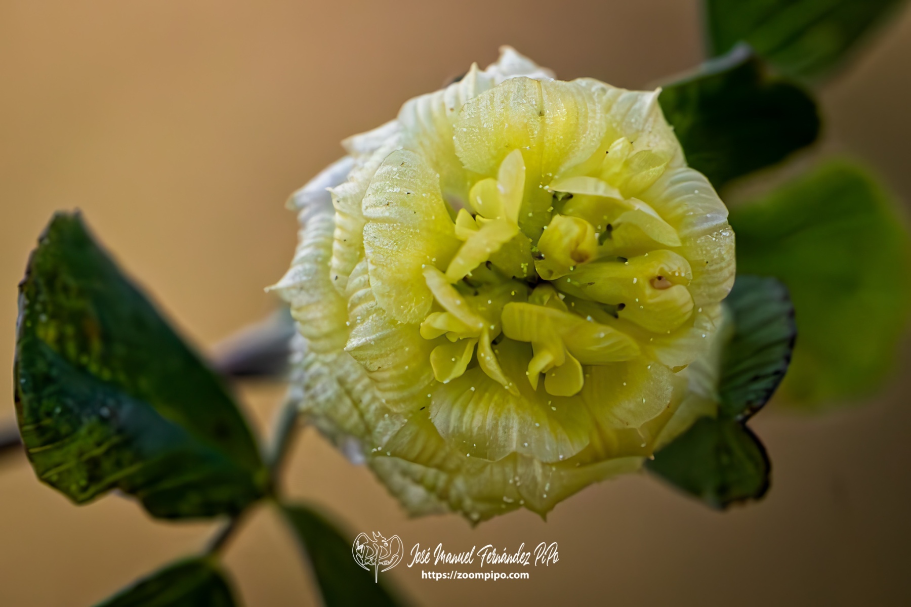 PiPo-0766095-Mejorado-NR-E-E