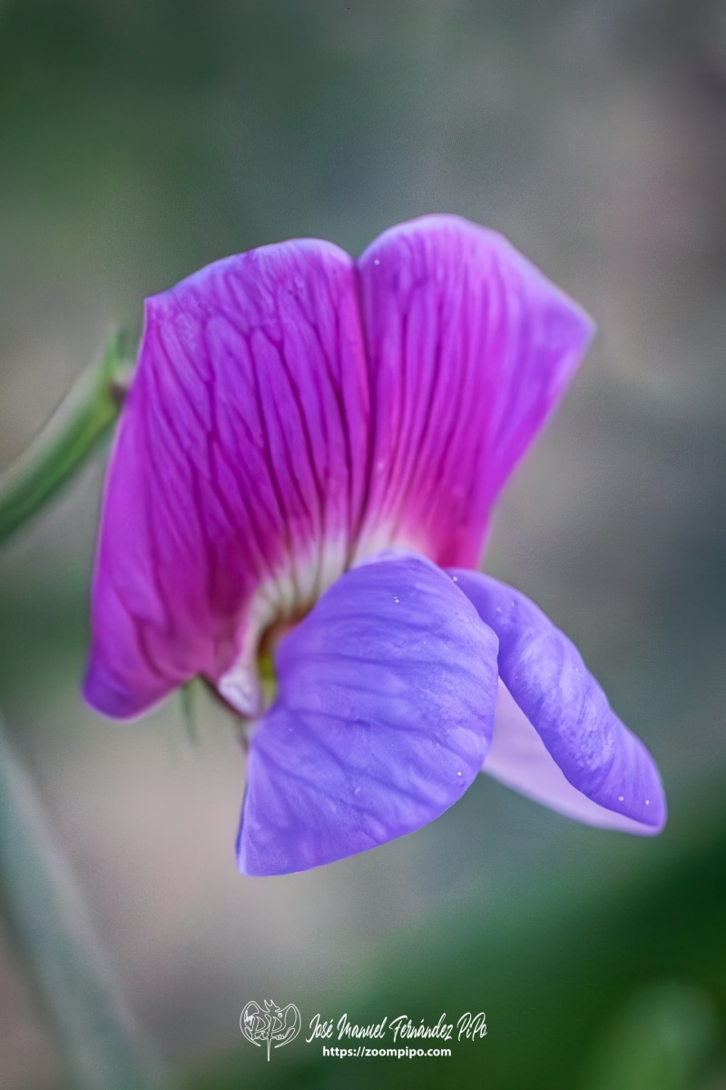 PiPo-0766170-Mejorado-NR-E-E