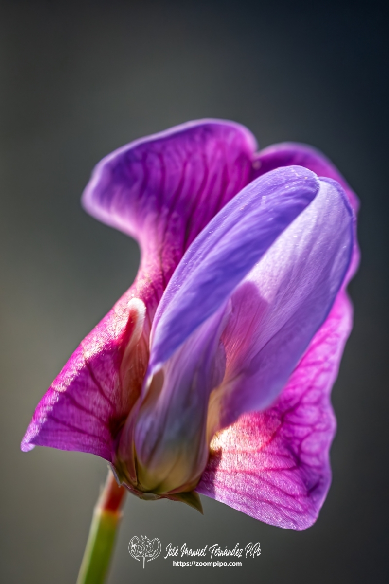 PiPo-0766205-Mejorado-NR-E-E