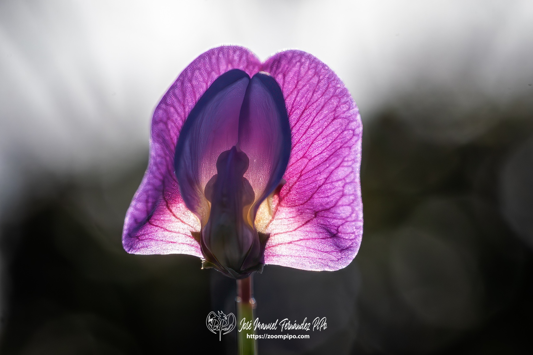 PiPo-0766208-Mejorado-NR-E-E