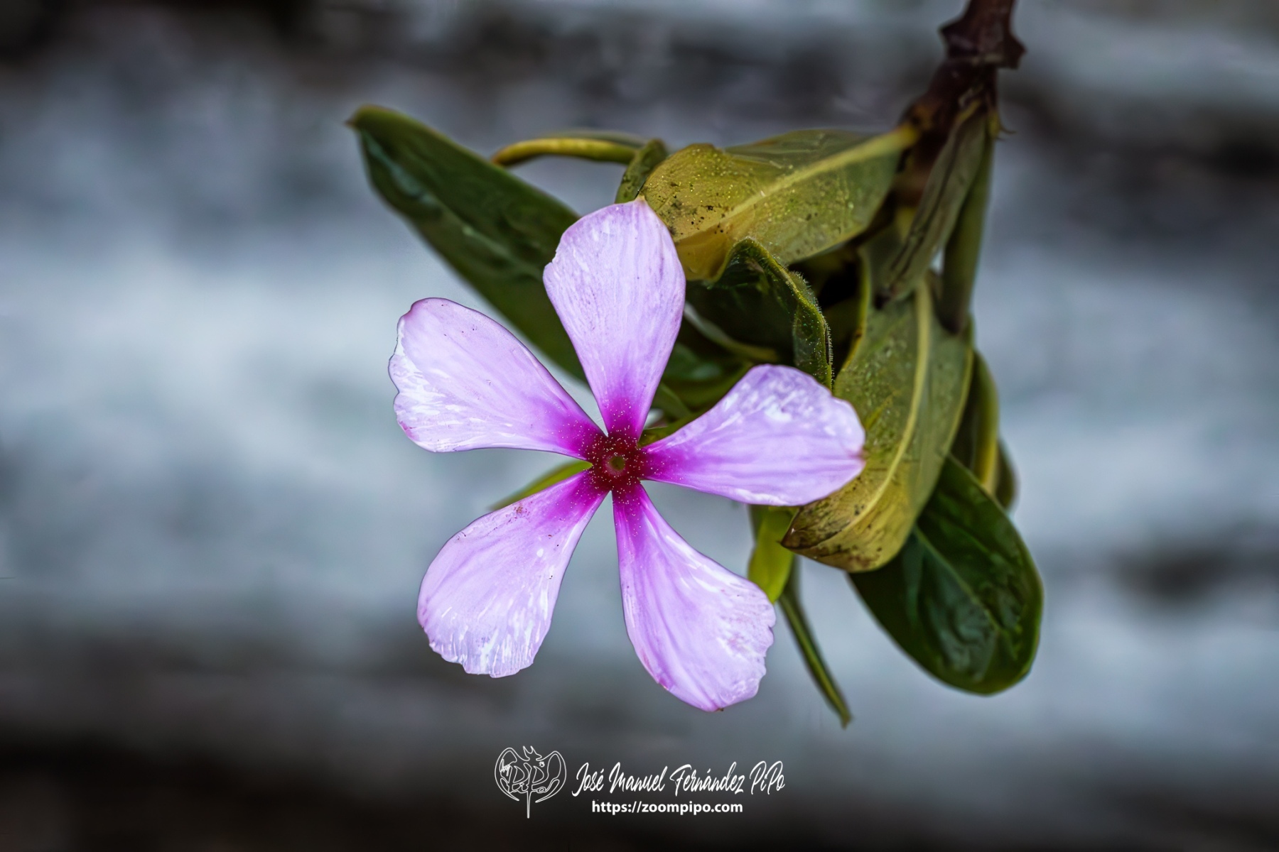 PiPo-0766263-Mejorado-NR-E-E