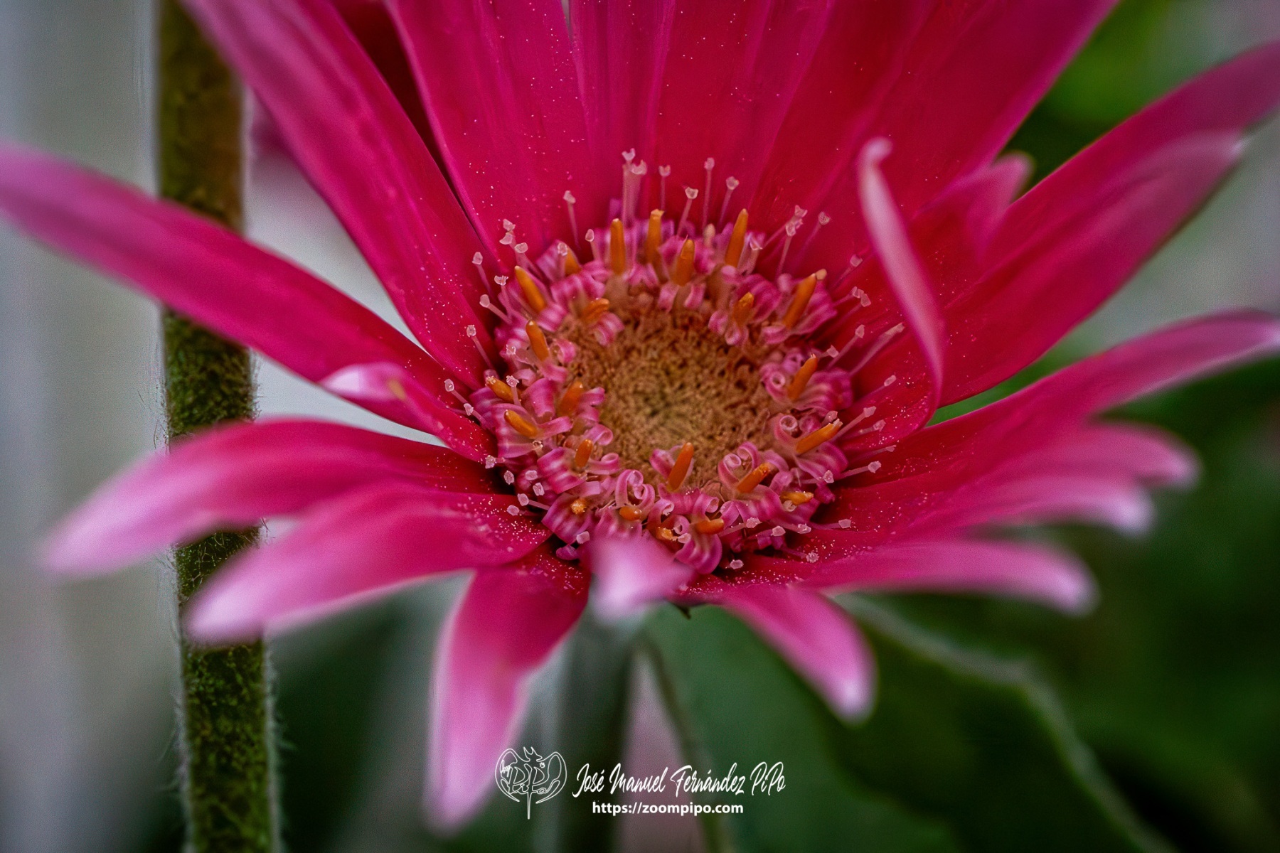 PiPo-0766291-Mejorado-NR-E-E