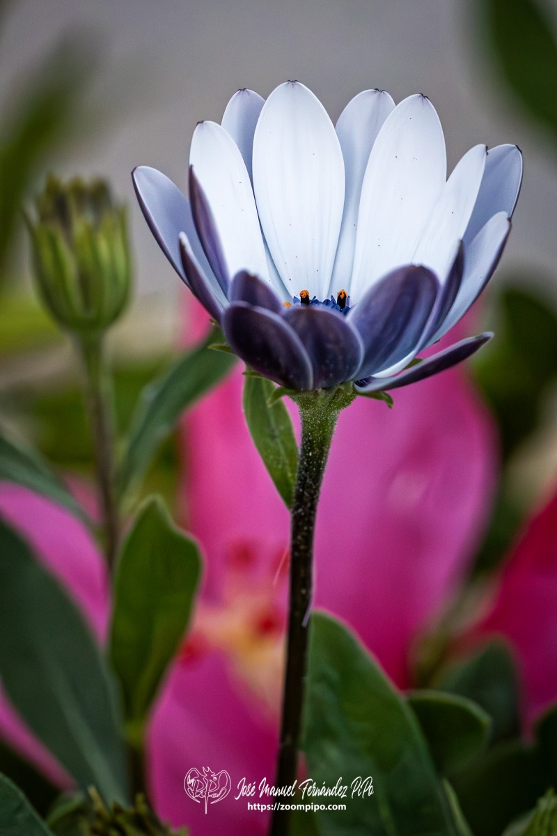 PiPo-0766297-Mejorado-NR-E-E