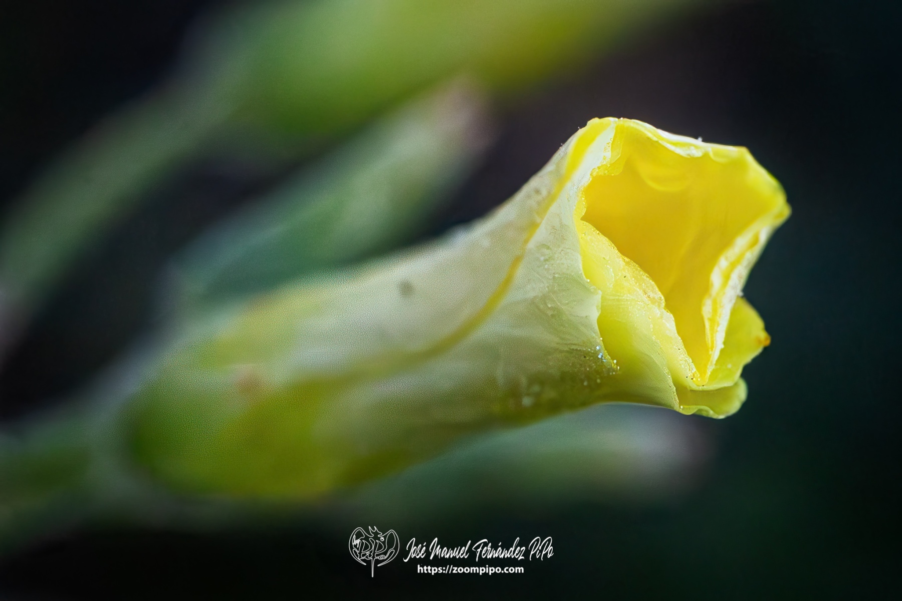 PiPo-0766442-Mejorado-NR-E-E