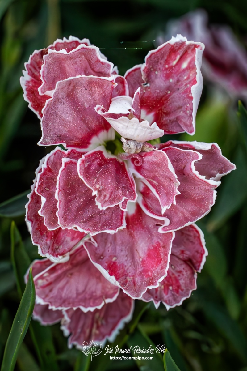 PiPo-0766446-Mejorado-NR-E-E