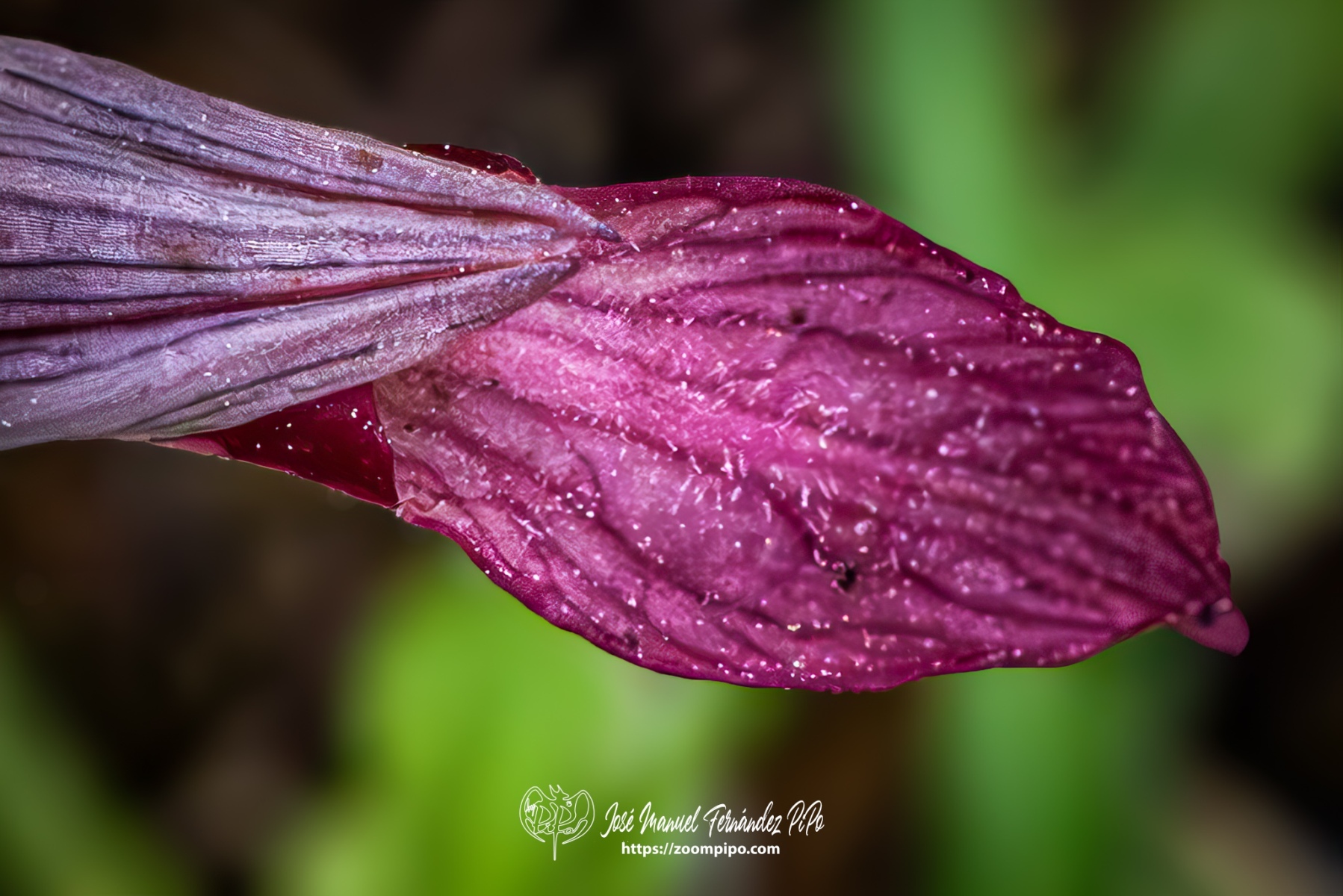 PiPo-0776978-Mejorado-NR-E-E