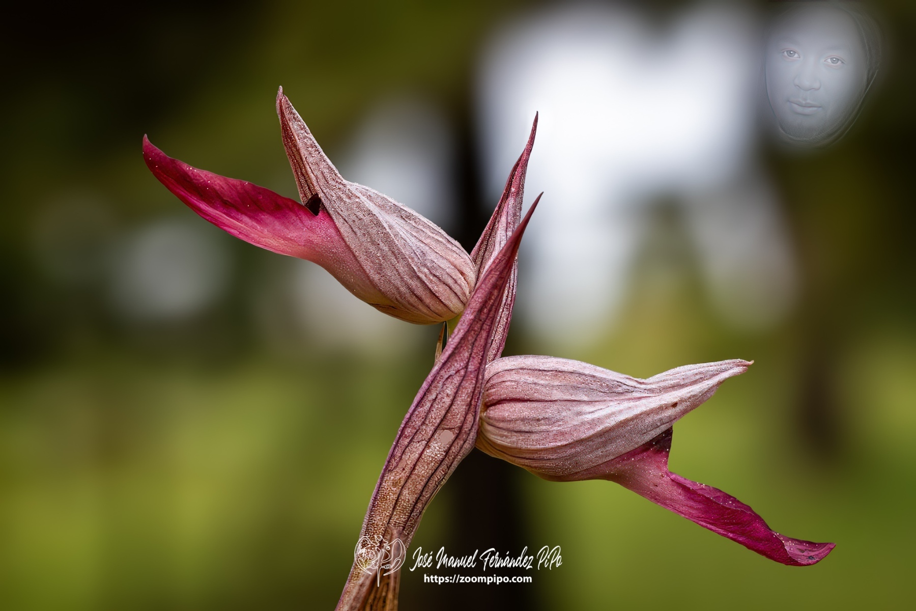 PiPo-0776982-Mejorado-NR-E-E