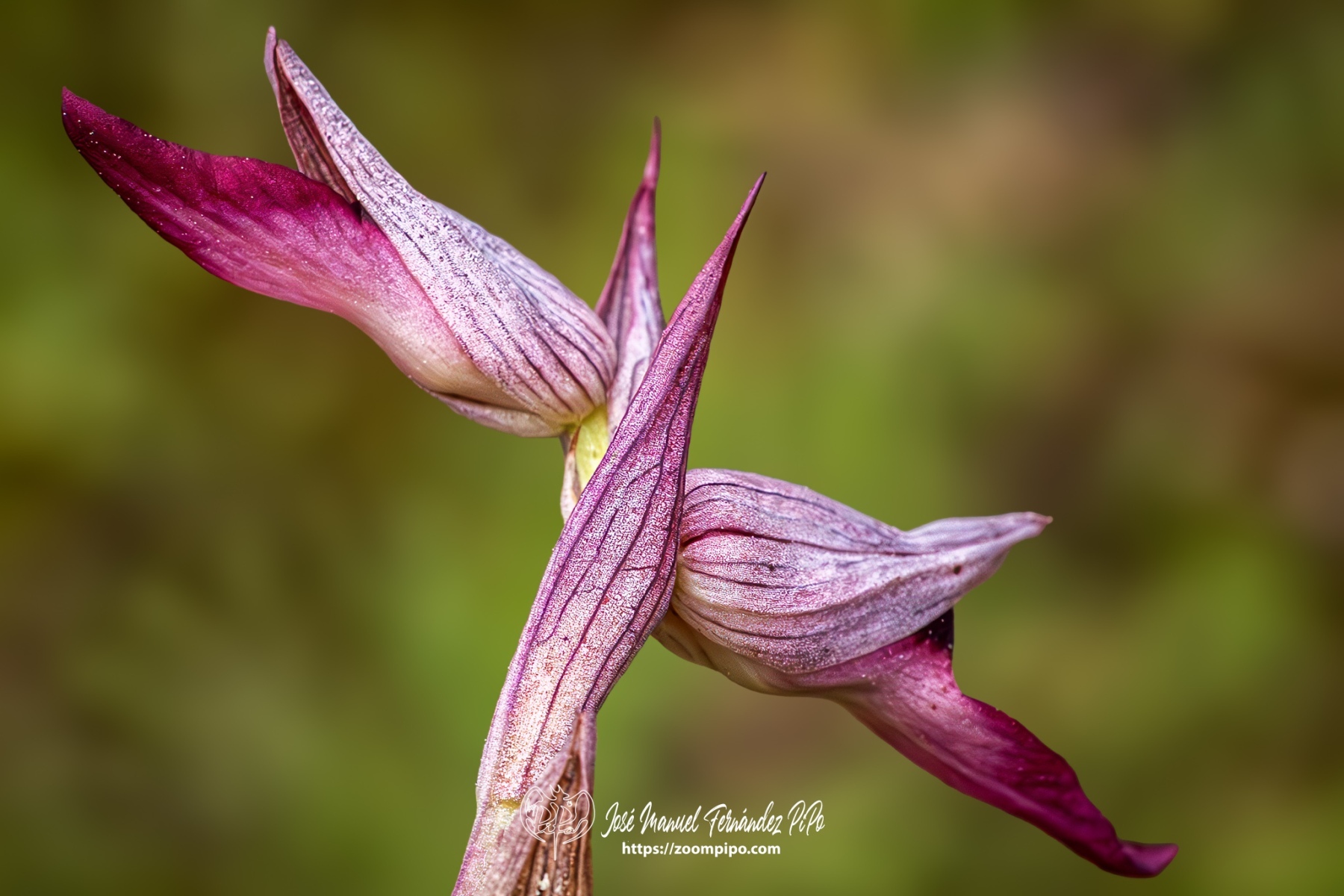 PiPo-0776996-Mejorado-NR-E-E