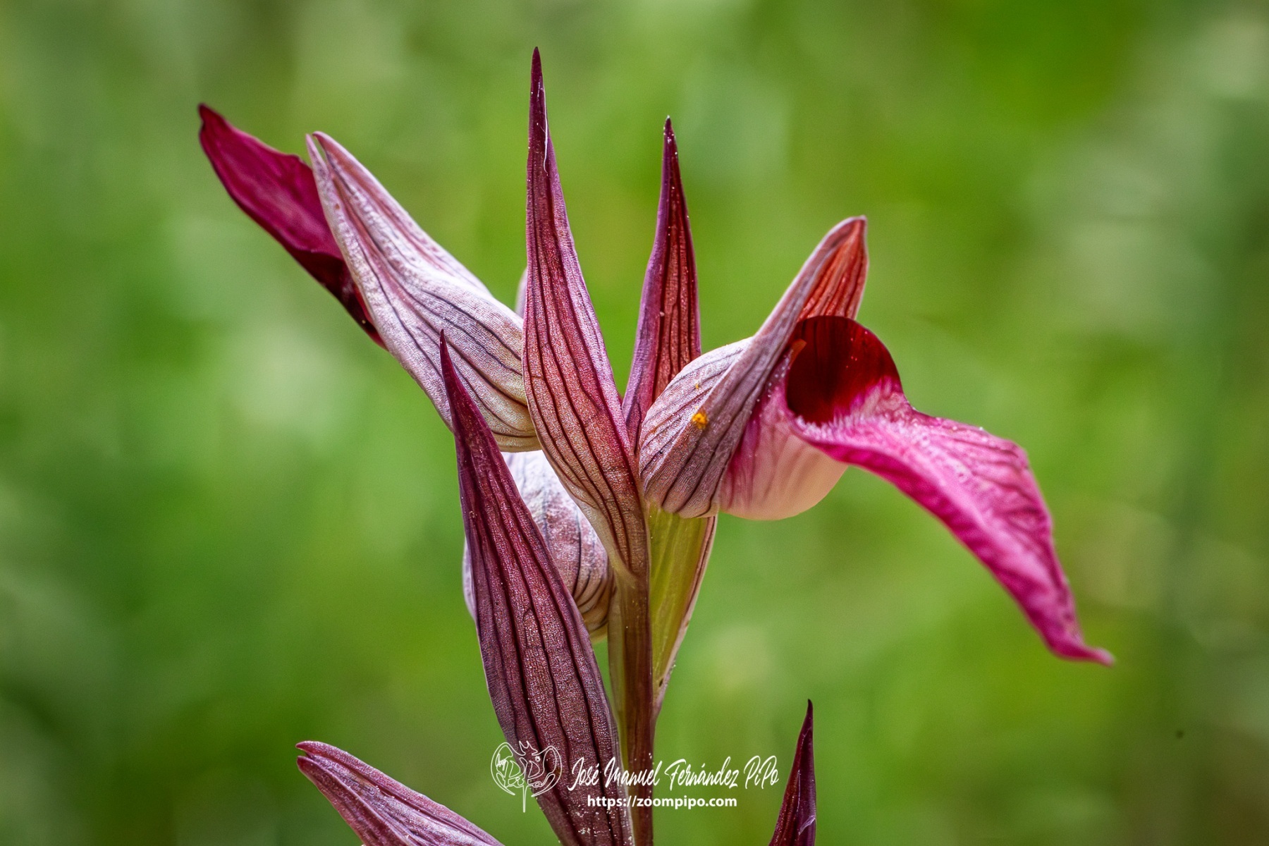 PiPo-0777134-Mejorado-NR-E-E