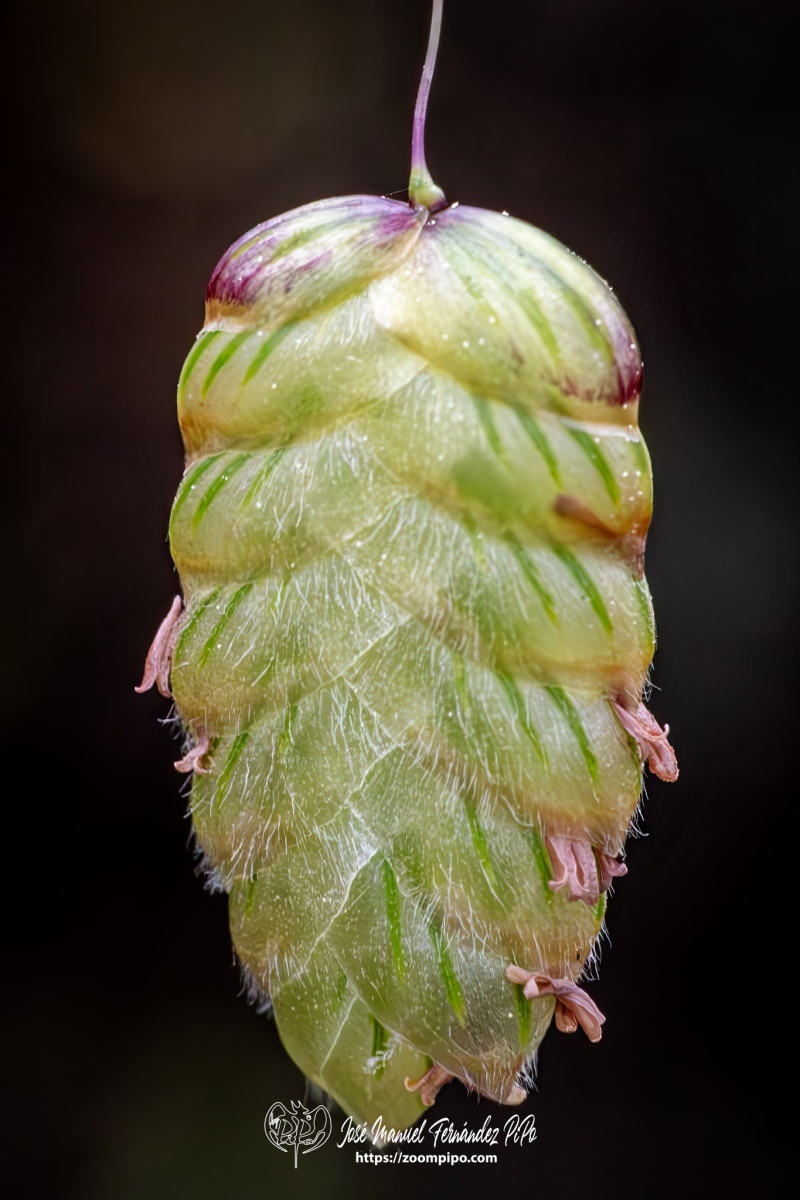 PiPo-0783472-Mejorado-NR-E-E