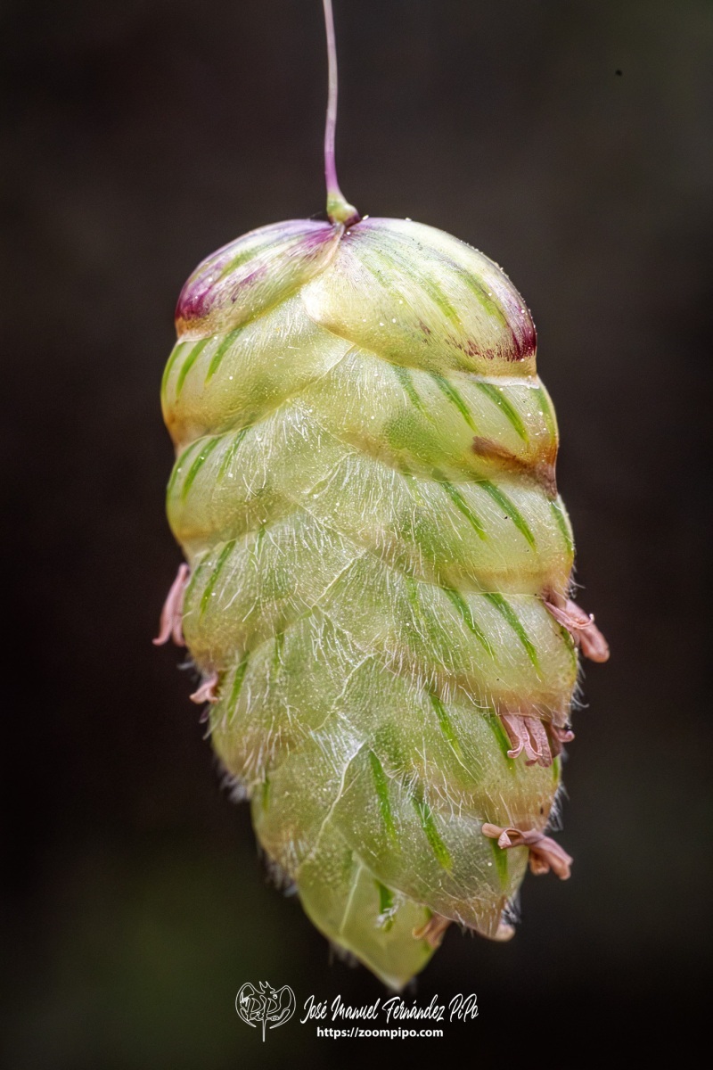 PiPo-0783482-Mejorado-NR-E-E