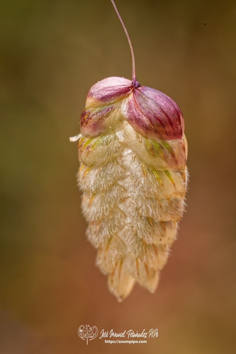 PiPo-0784098-Mejorado-NR-E-E