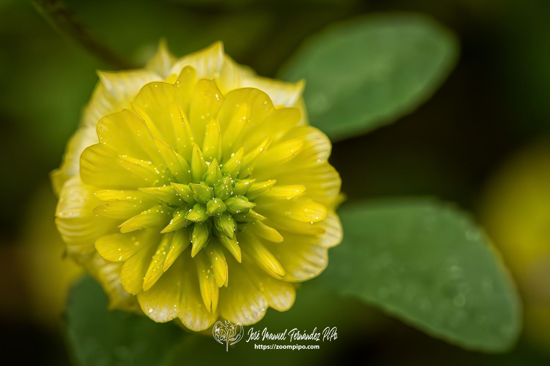 PiPo-0785688-Mejorado-NR-E-E