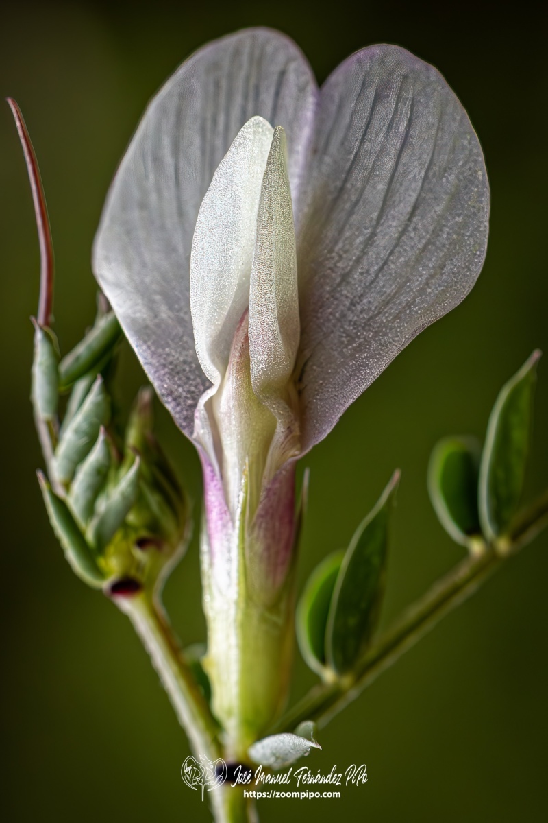 PiPo-0785760-Mejorado-NR-E-E