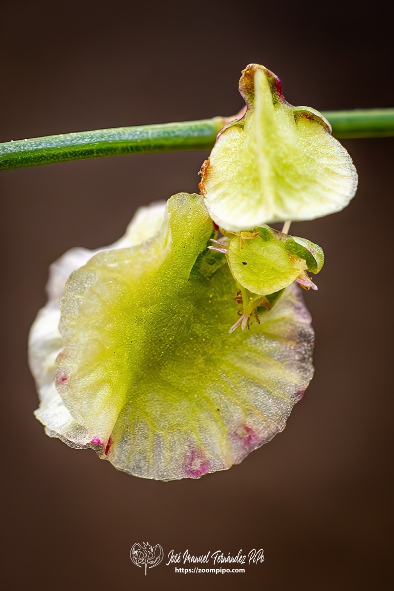 PiPo-0786913-Mejorado-NR-E-E