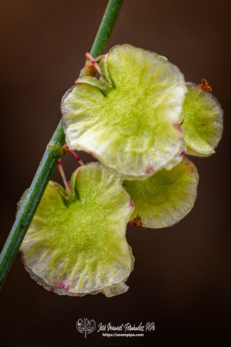 PiPo-0786941-Mejorado-NR-E-E