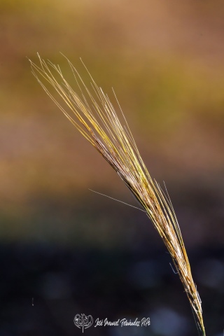 PiPo_658836-Erl