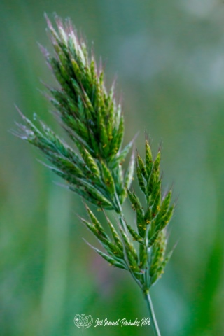 PiPo_659028-Erl