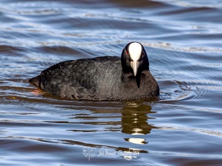 Focha Comun. Fulica Atra