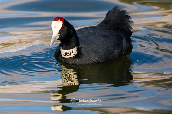 Focha Moruna. Fulica Cristata.