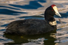 Focha Moruna. Fulica Cristata.