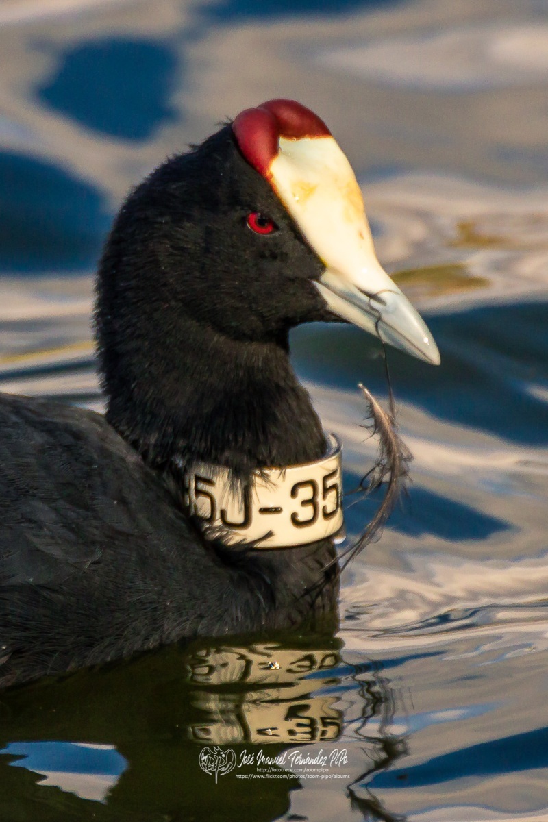 49361843707_f9753ae16f_or