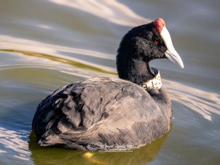 Focha Moruna. Fulica Cristata