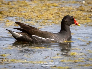 Gallineta Comun.  Polla de Agua. Gallinula Chloropus