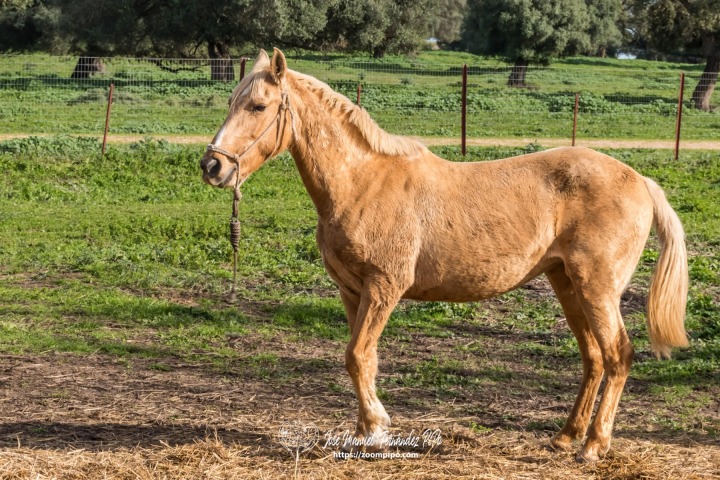 PIP2249