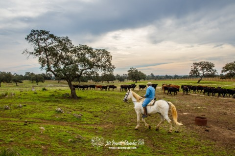Ganaderia Celestino Cuadri. 23-10-15