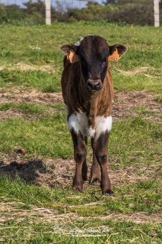 PIP4807