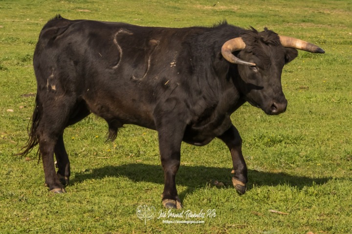 PIP5051-2