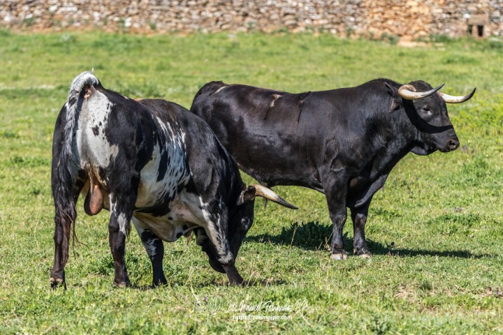 PIPO7507