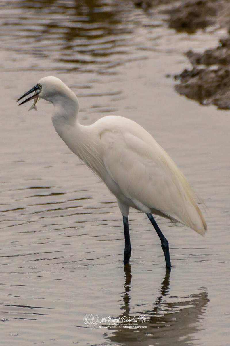 49029706718_e3826fd536_or