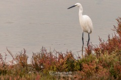 Garceta Común. Egretta Garzetta.