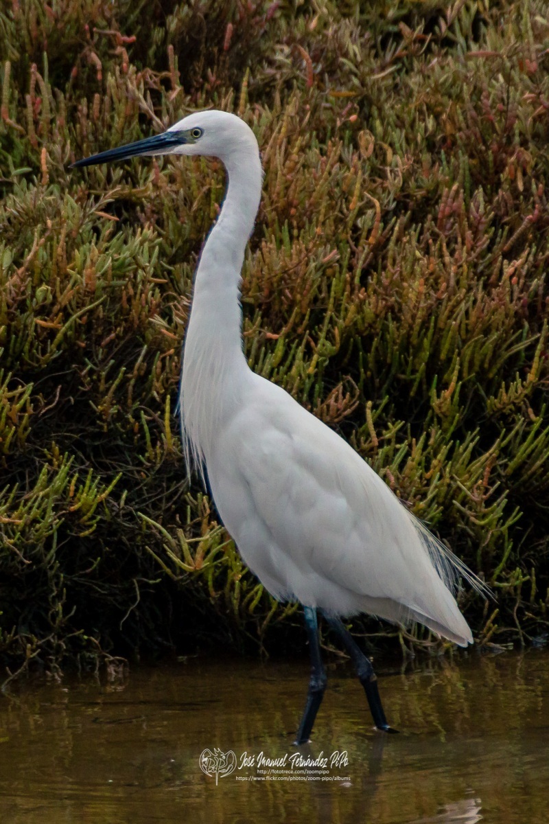 49030213186_b0166d1264_or