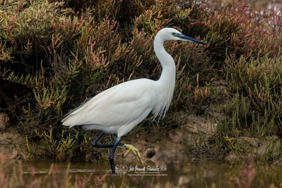 Garceta Comun. Egretta Garzetta.