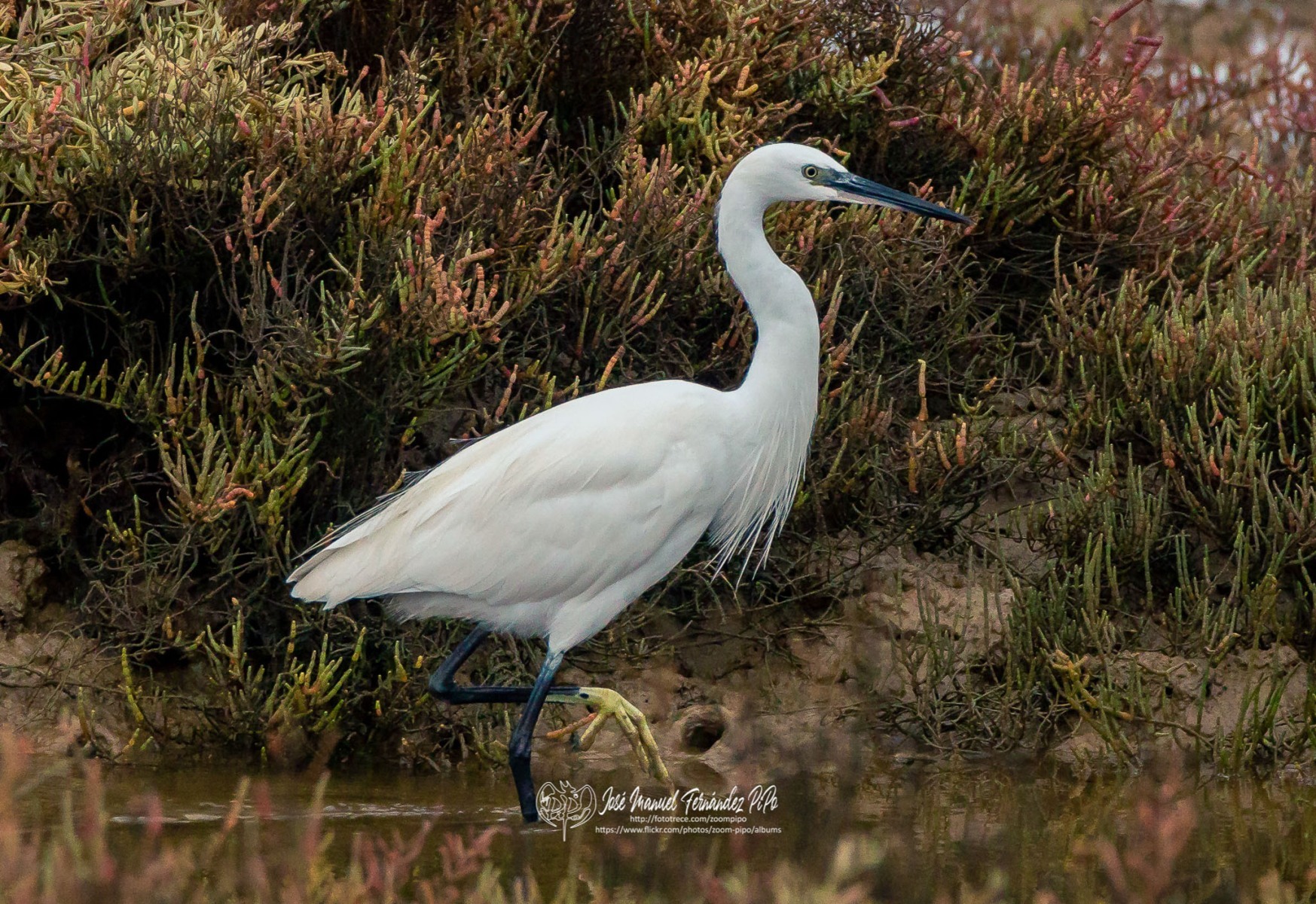 49030247211_6729fc0b7f_or