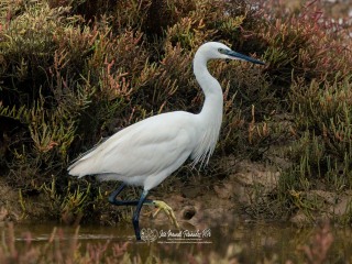 Garceta Comun. Egretta Garzetta