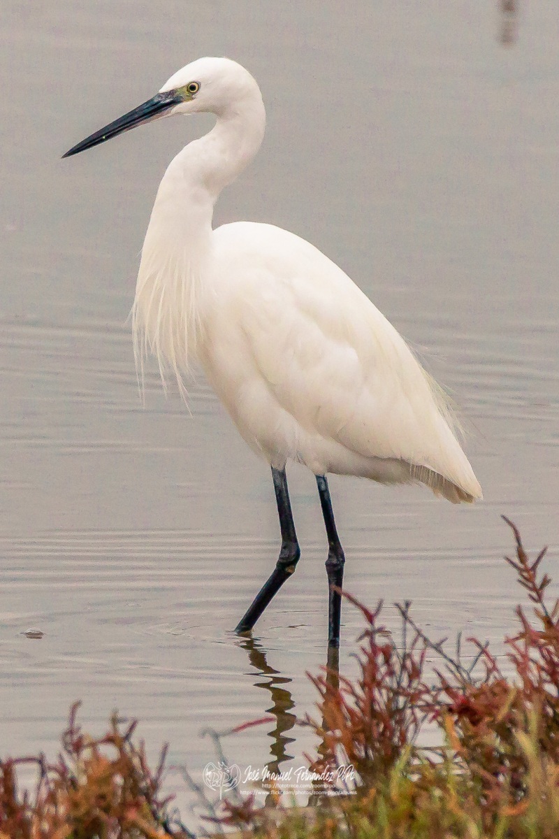 49038318448_b48a8c1146_or