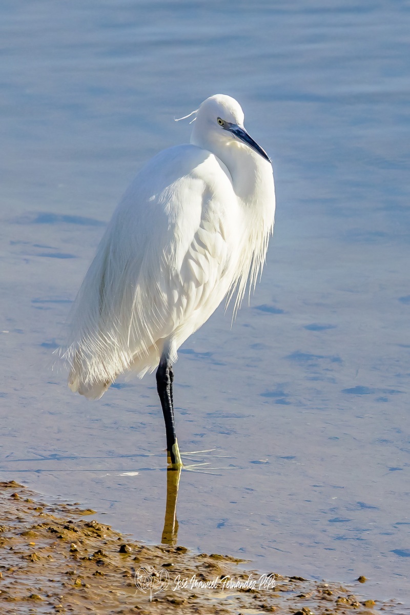 PiPo_458331-Editarrlr