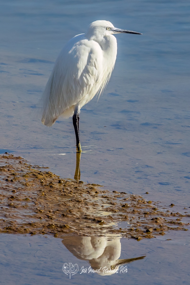 PiPo_458341-Editarrlr