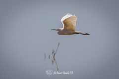 Garceta Grande. Garza Blanca. Ardea Alba.